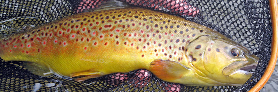 Vermont Flyfishing Guide Service